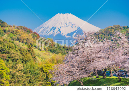 【靜岡縣】鹿川櫻花公園、盛開的櫻花和富士山 118043092