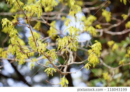 Refreshing flower buds of the Sawtooth Oak Refreshing flower buds of the Sawtooth Oak 118043199
