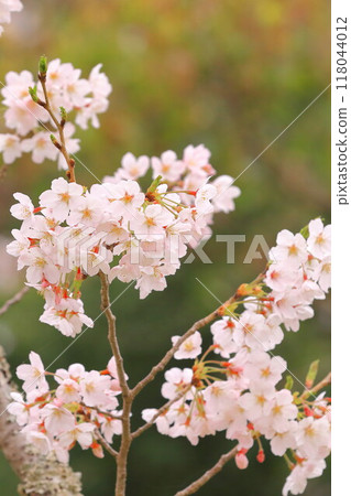 Cherry blossoms in full bloom that herald the arrival of spring 118044012