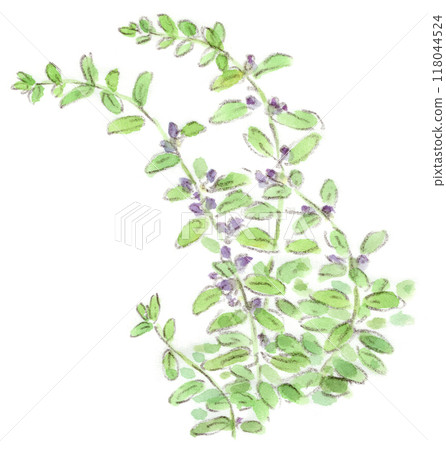 一幅夏秋植物的水彩畫，開著美麗的紫色花朵，也稱為盂蘭盆花。 118044524