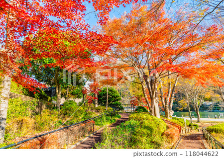 Kanagawa Prefecture: Lake Sagami with autumn leaves at Sagamiko Park 118044622