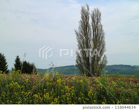 象徵美瑛丘陵的肯瑪麗樹 象徵美瑛丘陵的肯瑪麗樹 118044634