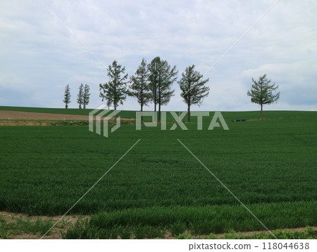 象徵北海道美瑛丘陵的風景 118044638