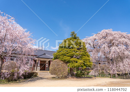 長野縣飯田市木原學校的垂枝櫻花盛開 118044702
