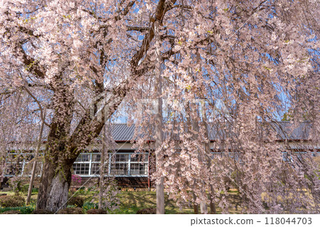 Weeping cherry blossoms in full bloom at Kinbara School in Iida City, Nagano Prefecture 118044703