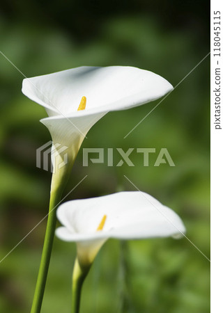 馬蹄蓮花 118045115