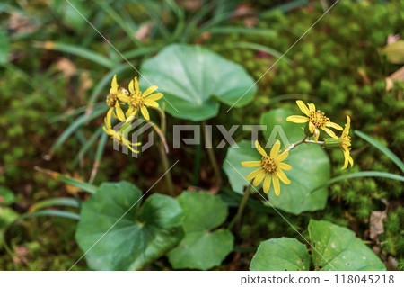 石蜂斗菜黃色花 118045218