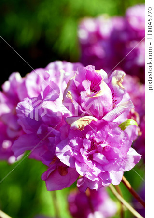 杜鵑花，四月下旬左右盛開，花朵大，重瓣，顏色鮮豔，是杜鵑花所特有的。 118045270