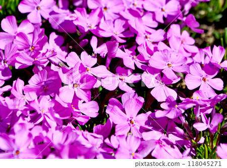 春天的景色：沒有花的時候，紅紫色苔蘚福祿考的葉子很漂亮。 118045271