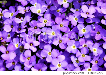 Oprieta 是一種可愛的小型多年生福祿考，非常適合作為地被植物來填補花園中的空隙。 118045272