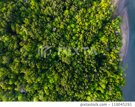 Amazing abundant mangrove forest, Aerial view of forest trees Rainforest ecosystem and healthy environment background, Texture of green trees forest top down, High angle view 118045291