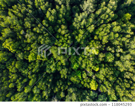 Amazing abundant mangrove forest, Aerial view of forest trees Rainforest ecosystem and healthy environment background, Texture of green trees forest top down, High angle view 118045293