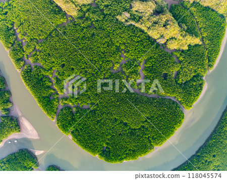 Amazing abundant mangrove forest, Aerial view of forest trees Rainforest ecosystem and healthy environment background, Texture of green trees forest top down, High angle view 118045574