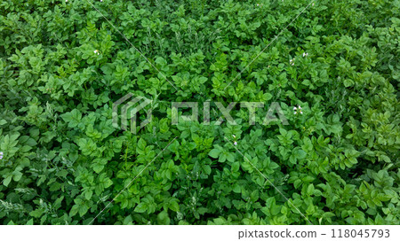 Potato crops in growth at field Potato crops in growth at field 118045793