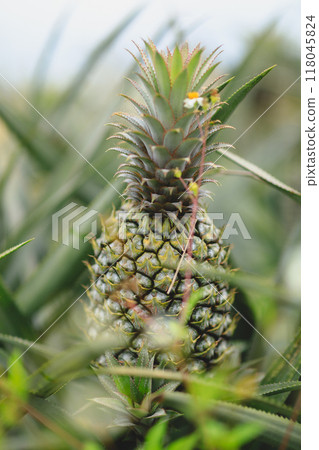 Pineapple grow on tree in garden Pineapple grow on tree in garden 118045824
