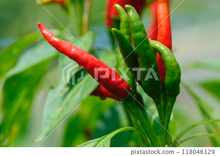Chilli pepper plants in growth at vegetable garden Chilli pepper plants in growth at vegetable garden 118046129