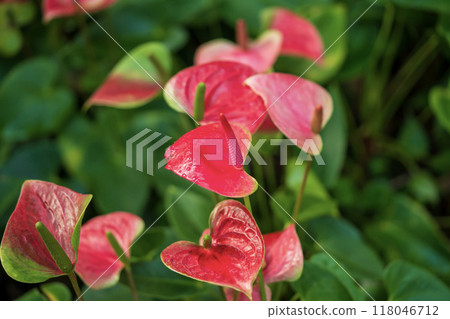 Red anthurium Red anthurium 118046712
