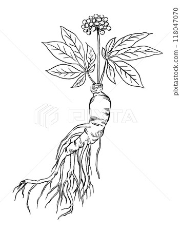 Ginseng line drawing vector illustration 118047070