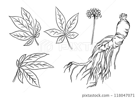 Line drawing vector illustration set Line drawing vector illustration set 118047071