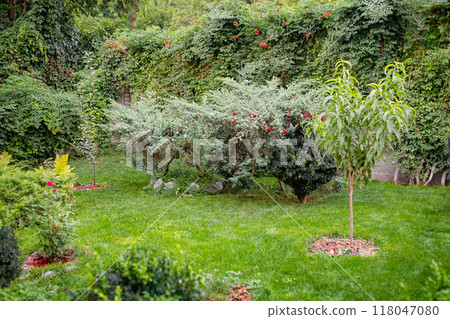 A plot with wonderful plants, bushes, flowers and trees. A plot with wonderful plants, bushes, flowers and trees. 118047080