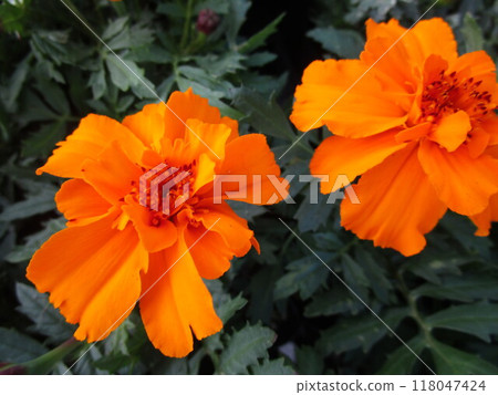 萬壽菊花關閉 118047424