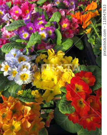 Close-up of colorful primula flowers 118047633