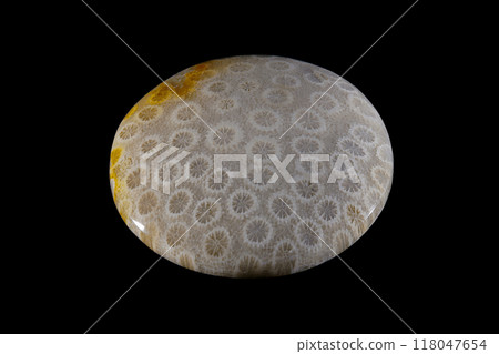 Fossil Coral Sea History 118047654
