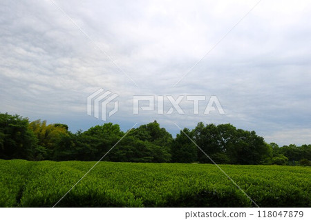 風景如畫的茶園,春天的午後,美麗的新綠 風景如畫的茶園,春天的午後,美麗的新綠 118047879