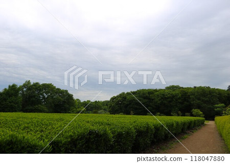 風景如畫的茶園,春天的午後,美麗的新綠 風景如畫的茶園,春天的午後,美麗的新綠 118047880