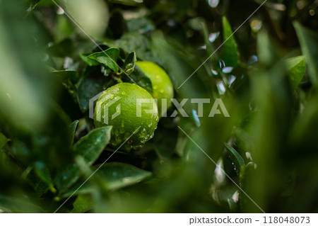 orange tree with oranges 118048073