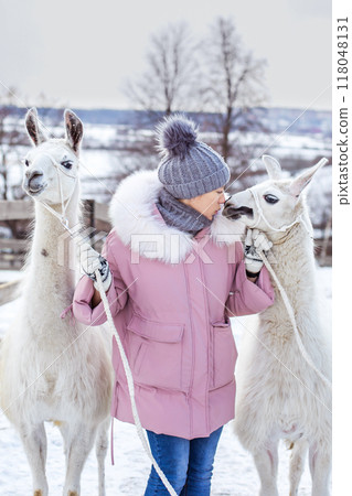 A beautiful girl in a fur coat stands with an alpaca in a snowy forest 118048131