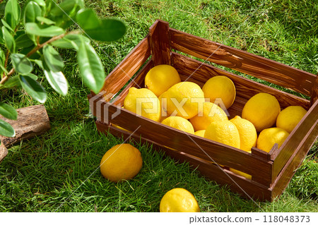 A wooden tray filled with fresh lemons is placed on a natural green grass background. Scene for a product commercial featuring a lemon component A wooden tray filled with fresh lemons is placed on a natural green grass background. Scene for a product commercial featuring a lemon component 118048373