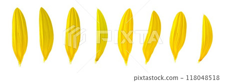 Vibrant summer flowers: 8 kinds of sunflower petals Vibrant summer flowers: 8 kinds of sunflower petals 118048518