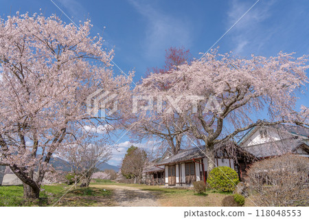 Weeping cherry blossoms in full bloom at Kinbara School in Iida City, Nagano Prefecture 118048553