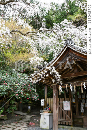 京都哲學之道大豐神社正殿、莧麻紅和垂枝櫻花 京都哲學之道大豐神社正殿、莧麻紅和垂枝櫻花 118048702