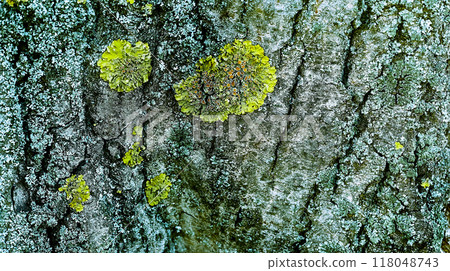 Green flowering lichen and moss on wrinkled bark of an old tree Green flowering lichen and moss on wrinkled bark of an old tree 118048743