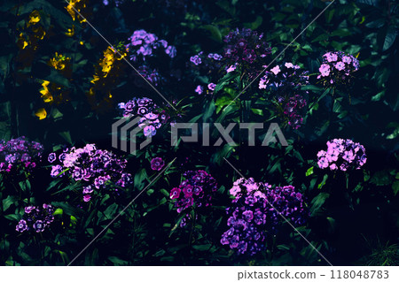 Pink purple carnation Dianthus chinensis Diana in deep shadow 118048783