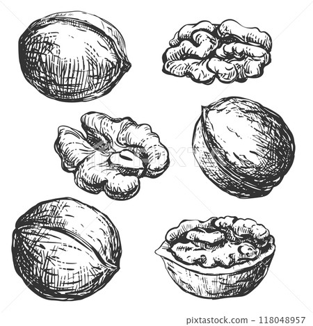 Hand drawn sketch of walnuts vector illustration. Set of open walnut kernel, whole walnut, shell sketch icon. Fresh organic food, oil. Black and white nut drawing. Isolated on white background. Hand drawn sketch of walnuts vector illustration. Set of open walnut kernel, whole walnut, shell sketch icon. Fresh organic food, oil. Black and white nut drawing. Isolated on white background. 118048957