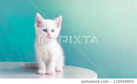 貓白貓小貓可愛桌布複製空間 貓白貓小貓可愛桌布複製空間 118049003