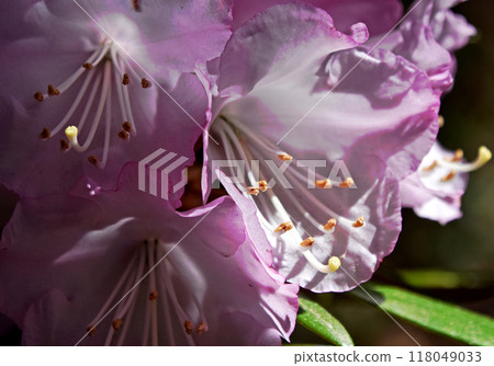 春天的代表花:杜鵑花,被譽為“花樹之王”,開大花的樹。 春天的代表花:杜鵑花,被譽為“花樹之王”,開大花的樹。 118049033