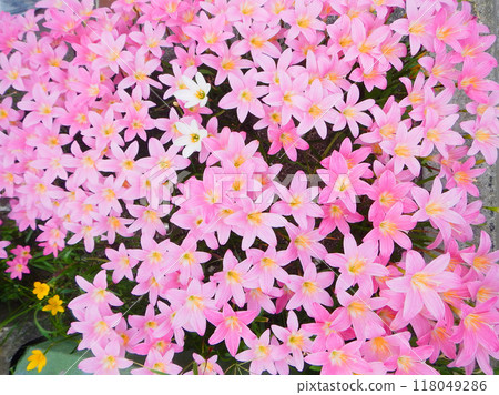Zephyranthes 粉紅色的花朵，父島，小笠原群島 118049286