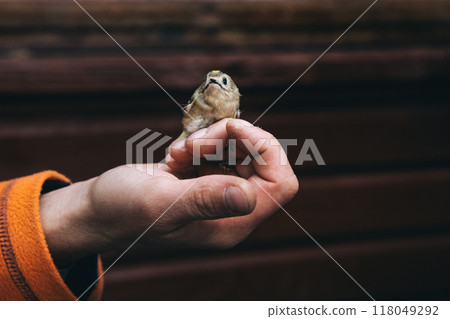 Regulus regulus in hand in Fringilla field ornithological station. in the Curonian Spit National Park. Russia 118049292