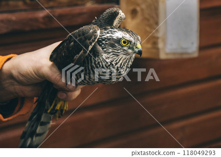 Eurasian sparrowhawk or Accipiter nisus in hand in Fringilla field ornithological station. in the Curonian Spit National Park. . Russia Eurasian sparrowhawk or Accipiter nisus in hand in Fringilla field ornithological station. in the Curonian Spit National Park. . Russia 118049293