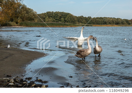 Swans on banks of Curonian Lagoon on Curonian Spit in village Lesnoy. Russia 118049296