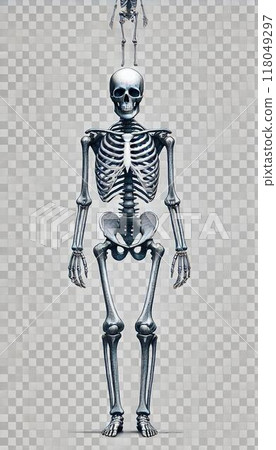 Human skeleton front 118049297