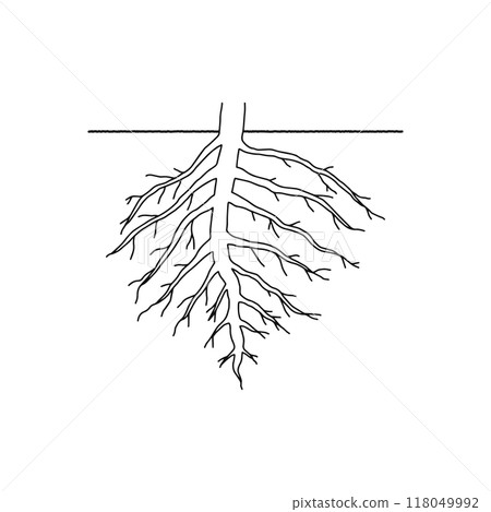 根結構、主根、側根、畫線 根結構、主根、側根、畫線 118049992