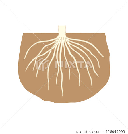 Root structure: fibrous root - Stock Illustration [118049993] - PIXTA