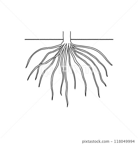 根結構/鬍鬚根/畫線 118049994