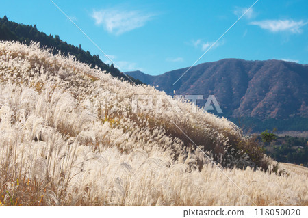 [Hakone-machi, Ashigarashimo-gun, Kanagawa Prefecture] Sengokuhara pampas grass Natural scenery (November 2022) 118050020