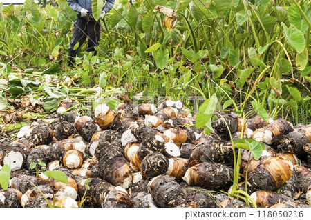 Freshly harvested taros are placed in the farmland of Pingtung, Taiwan. 118050216
